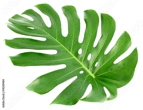 philodendron ( monstera deliciosa ) feuille verte photo