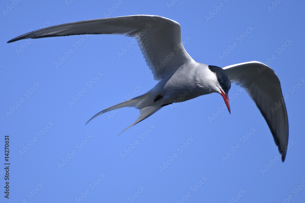 Obraz premium common tern portrait