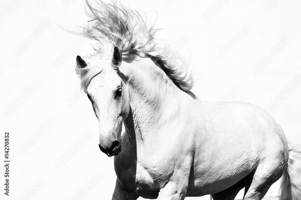 Fototapeta biały koń ogier arabski samodzielnie na biały