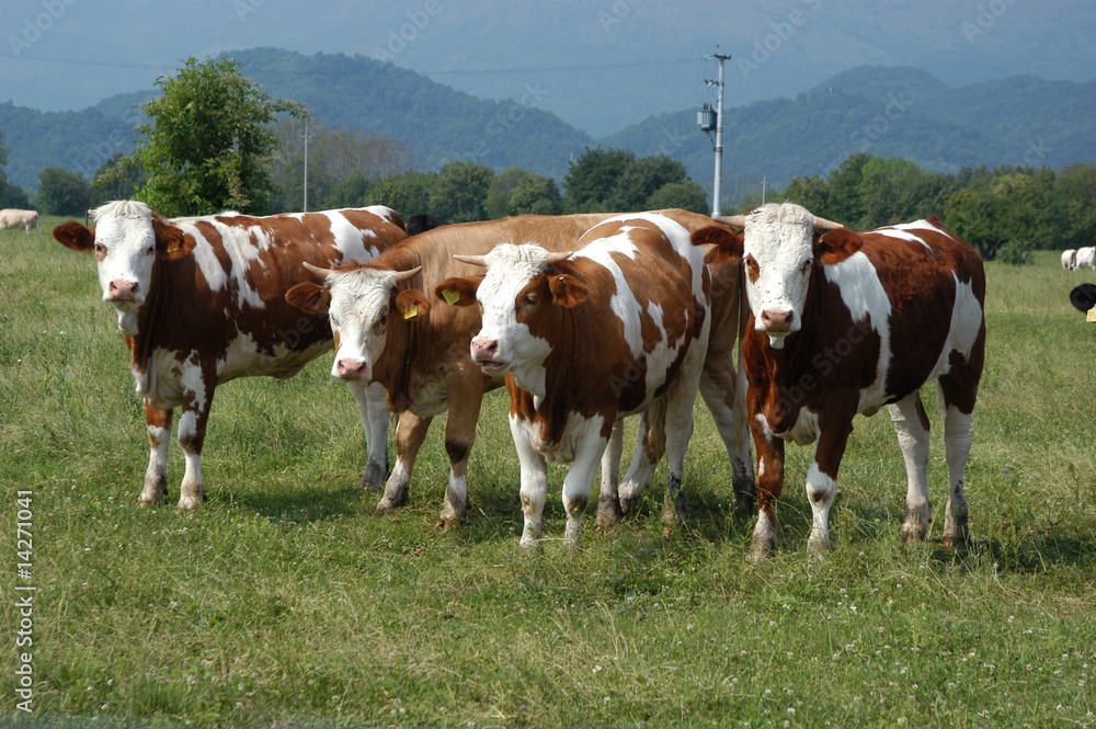 Gruppo di mucche - Sequals Friuli