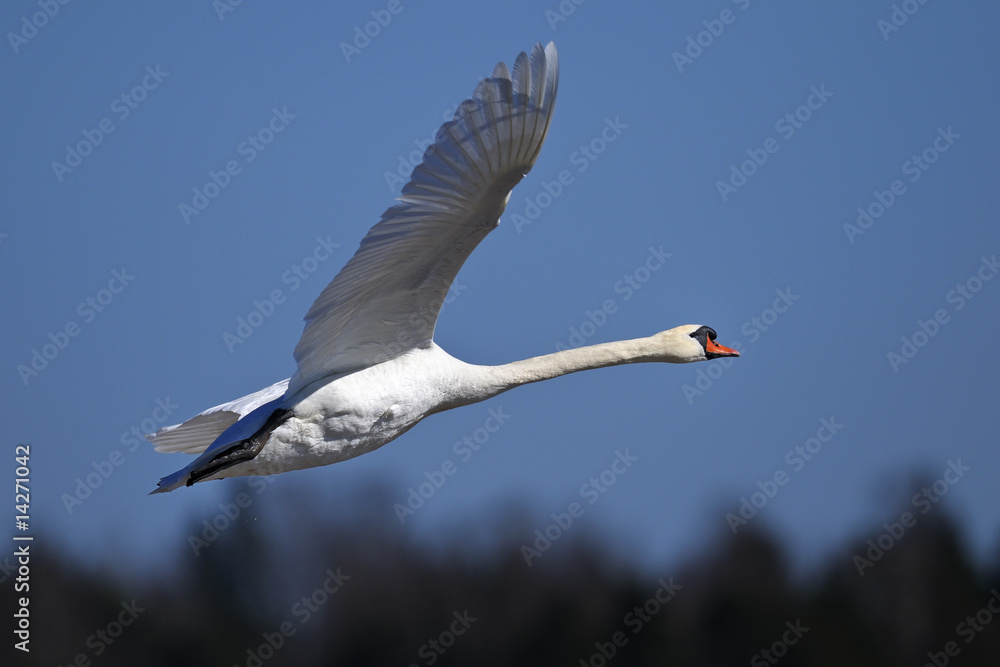 Obraz premium mute swan portrait