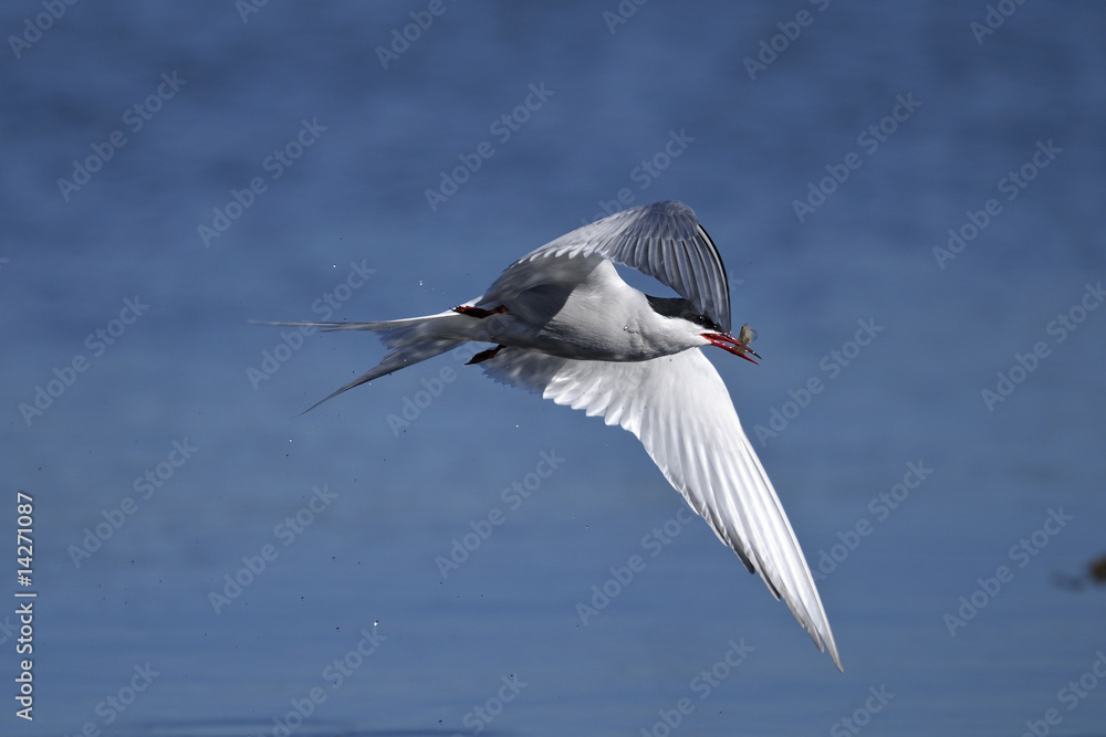 Obraz premium common tern portrait