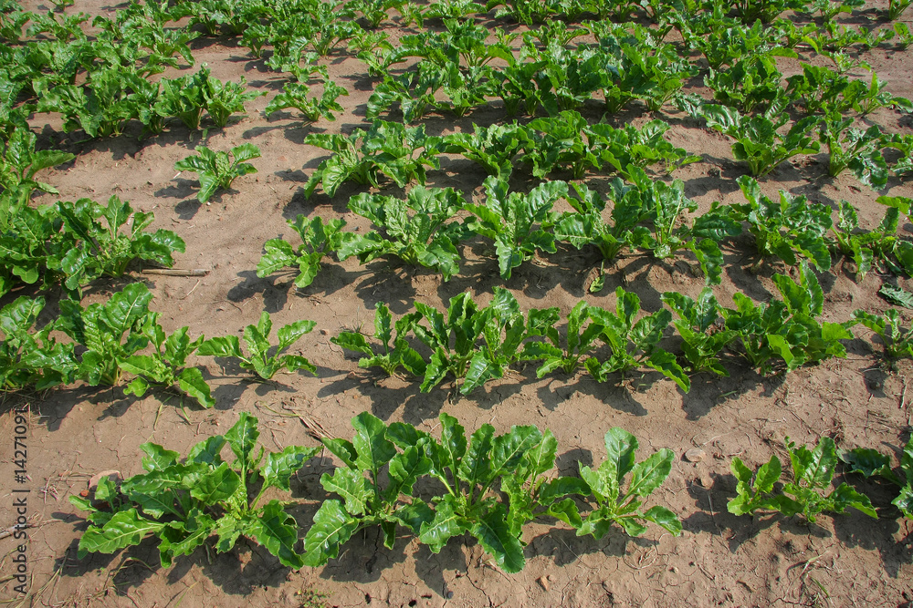 Obraz premium Zuckerrübenfeld