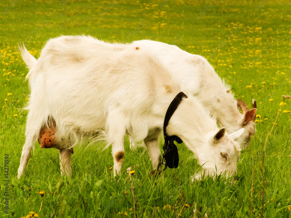 Goats on a pasture