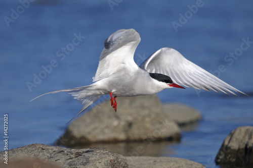 common tern portrait