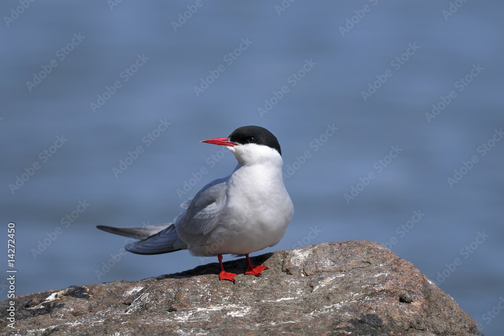 arctic tern portrait arctic tern portrait