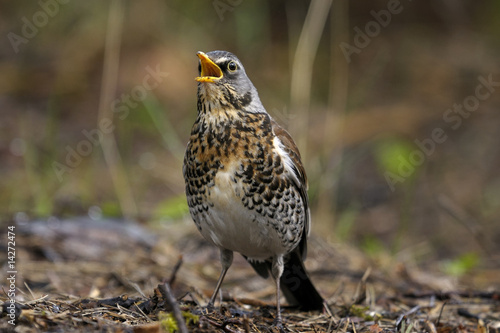 fieldfare portrait