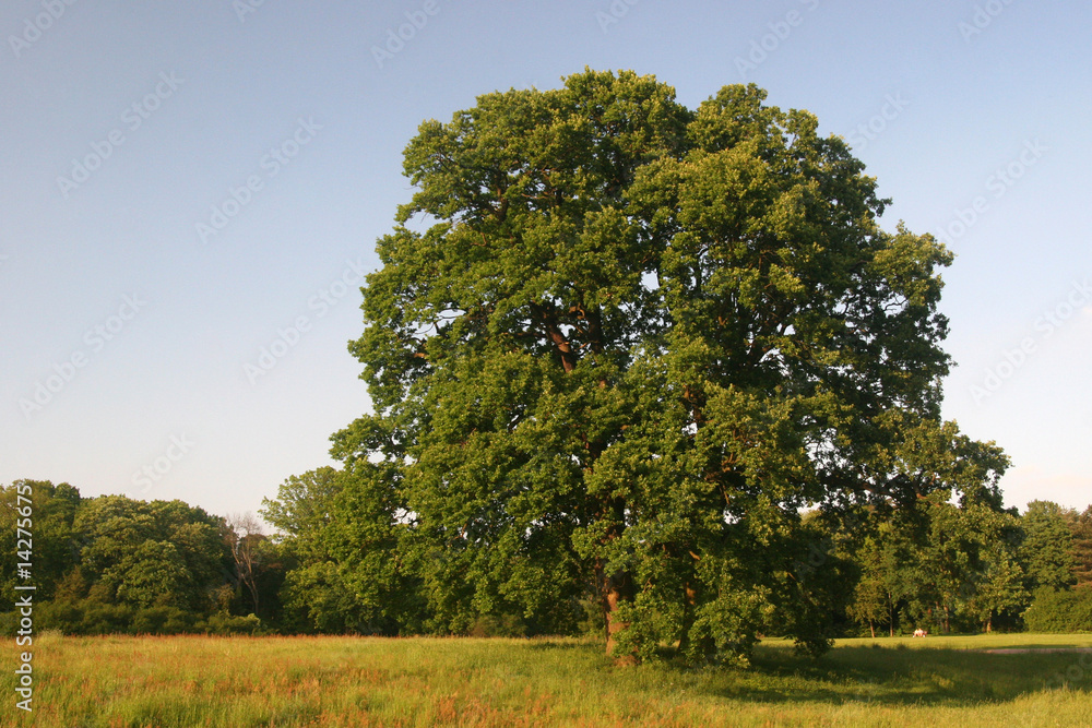 Fototapeta premium Freihstehende Eiche auf Wiese
