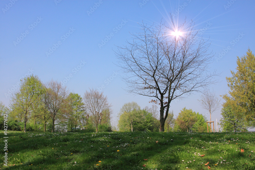 Obraz premium Summer landscape