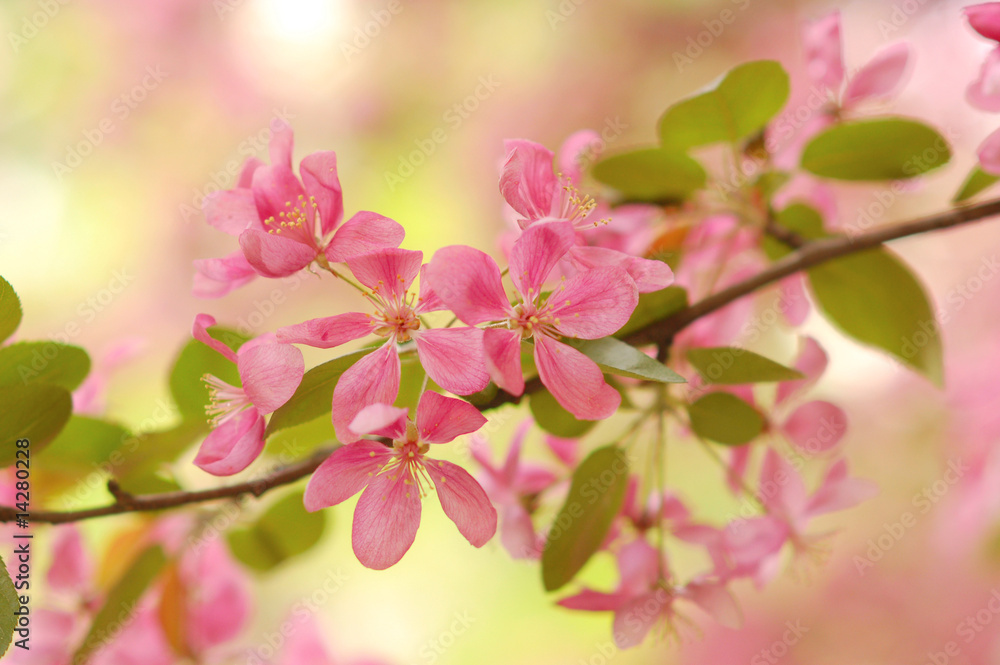 sakura flowers