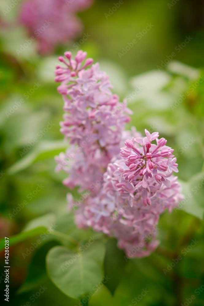 Close-up branch of violet lilac in the garden Close-up branch of violet lilac in the garden
