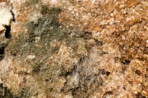 Mould at bread in close up