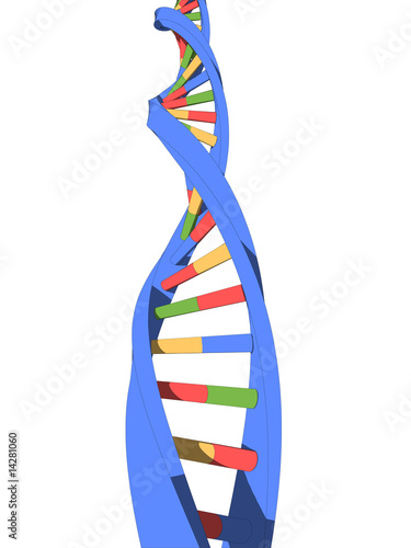 dna modell