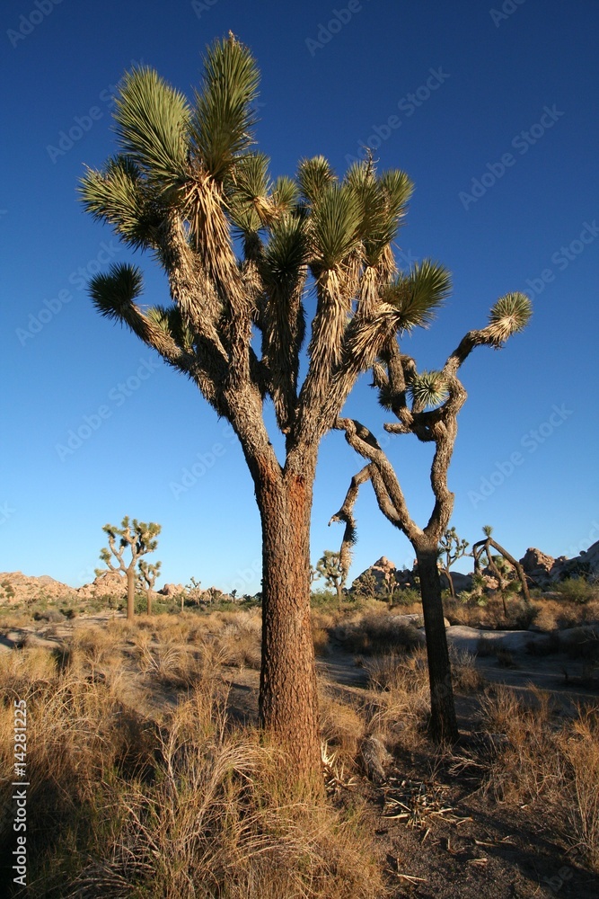 Fototapeta premium Joshua Tree