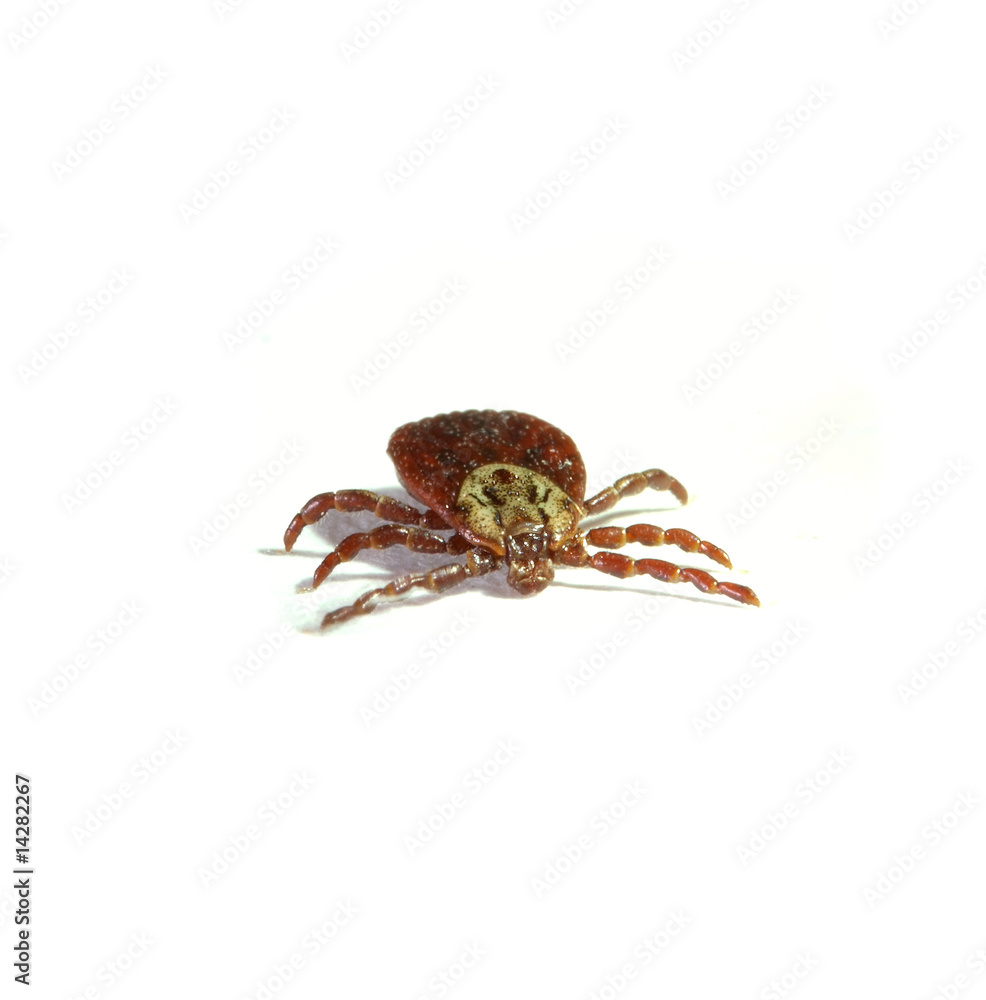Parasite tick isolated on white Parasite tick isolated on white