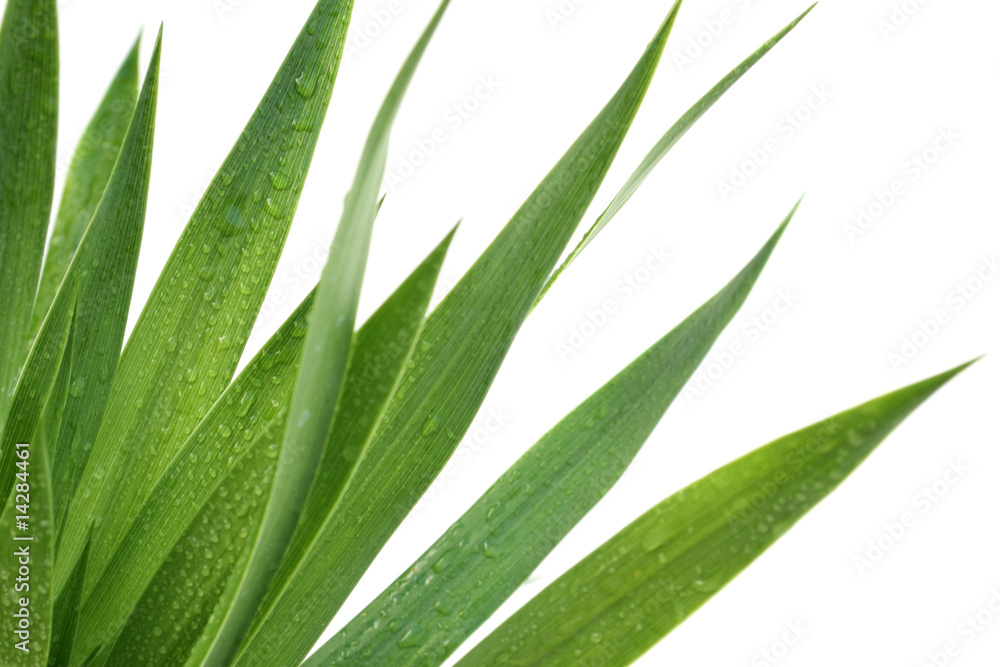 feuilles de yucca feuilles de yucca