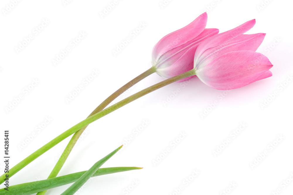 Naklejka premium Tulip