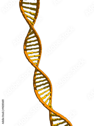 dna modell