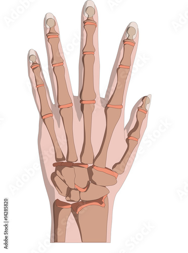 handskelett