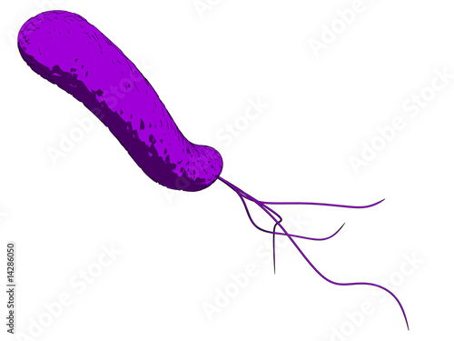 isolierte e-coli bacterie