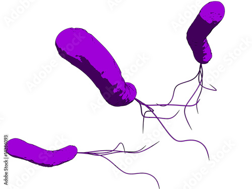 e-coli bakterien