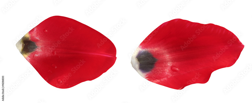 Fototapeta premium beautiful red flower petals, isolated