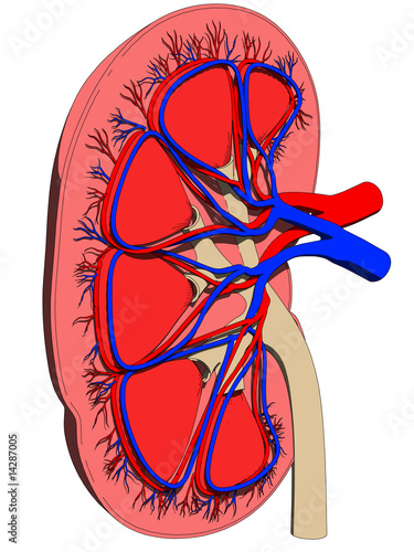 anatomie einer nieren
