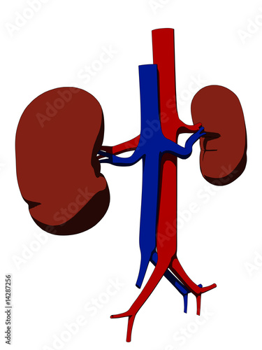 anatomie der nieren