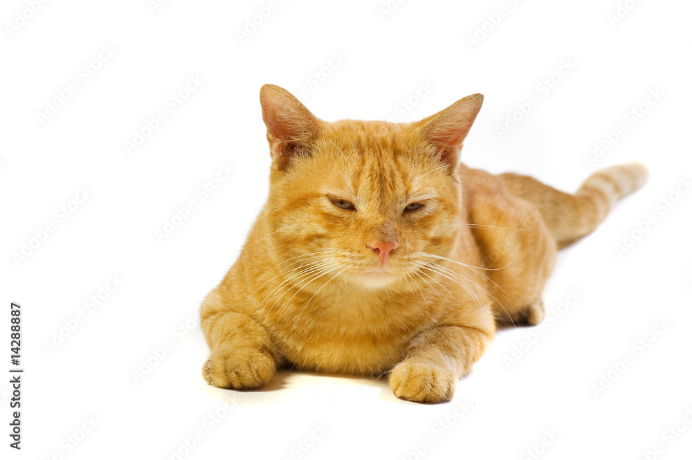 Cute Domestic Yellow Cat Sleepy Cute Domestic Yellow Cat Sleepy