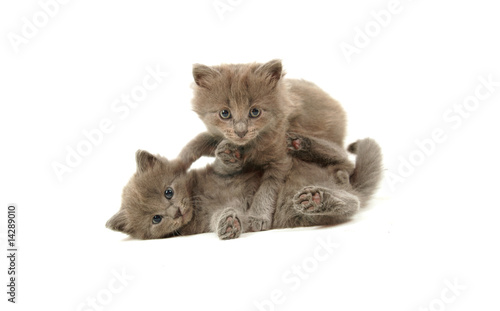 le jeux de chatons gris photo