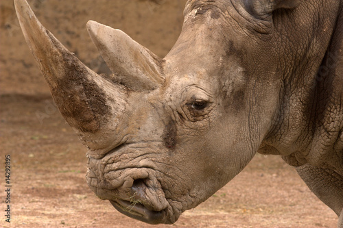 Rhino Head