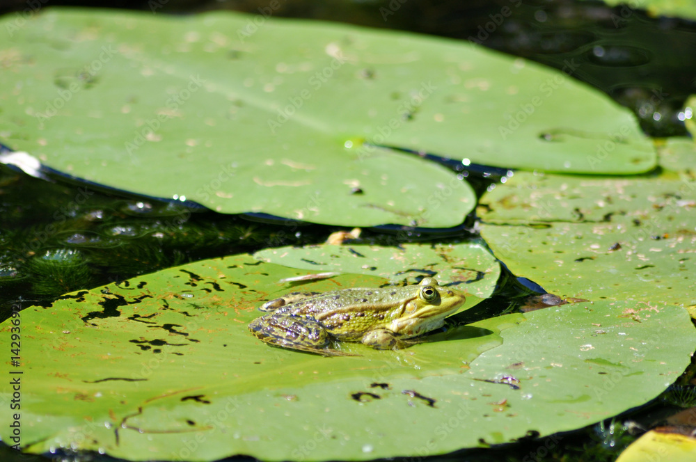 Frosch Frosch