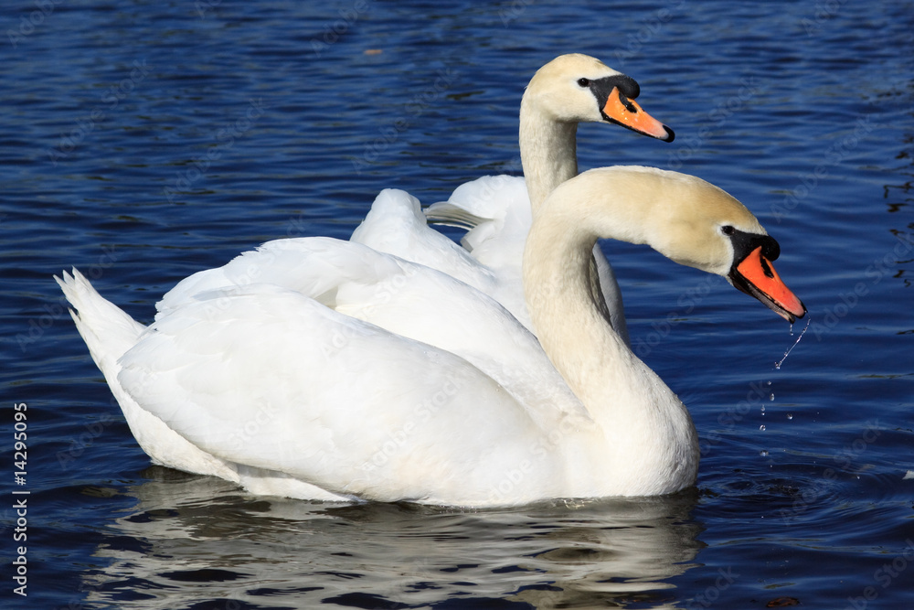 Naklejka premium Pair of white swans