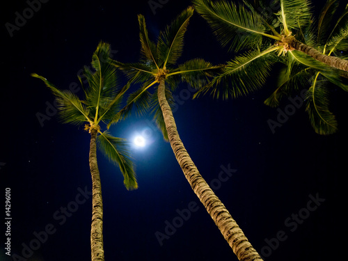 Palms in Moonlight © alma