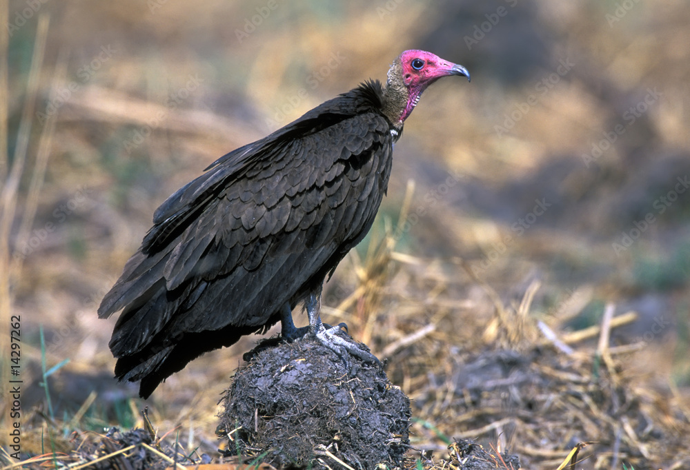 Red-headed Vulture (Sarcogyps calvus) Red-headed Vulture (Sarcogyps calvus)