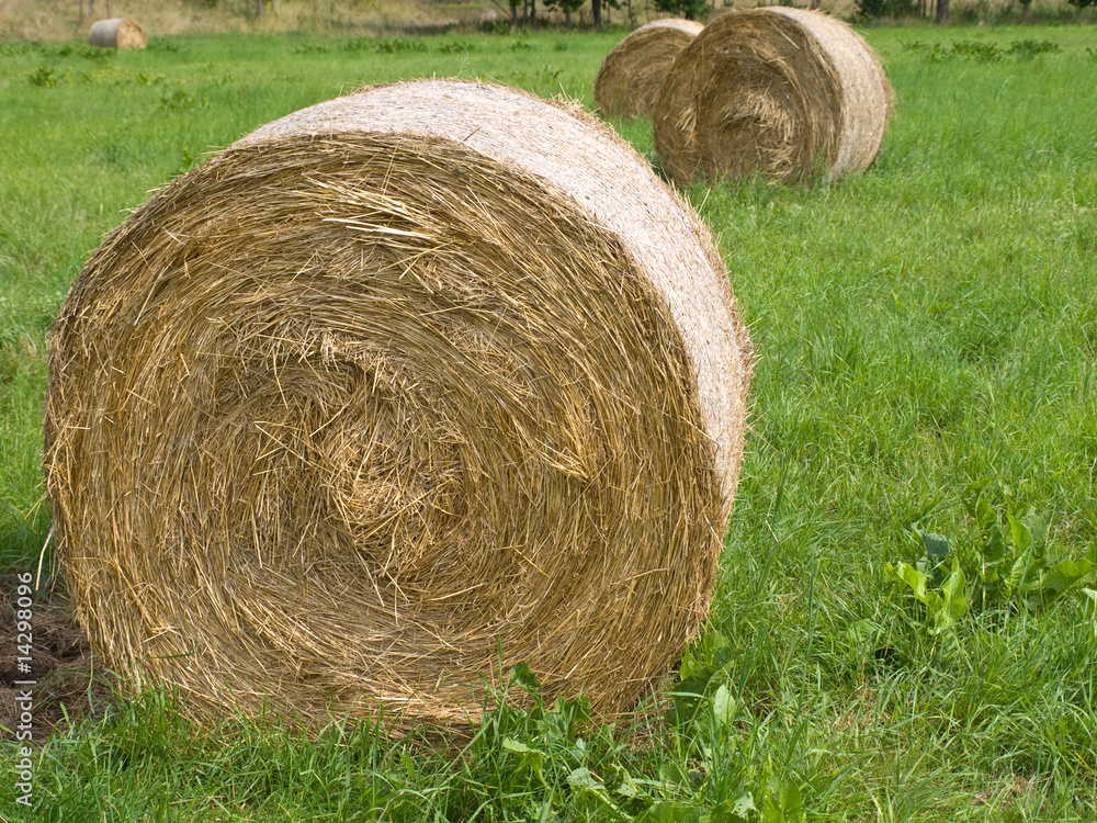 Harvested Rolls of Straw on farmland Harvested Rolls of Straw on farmland