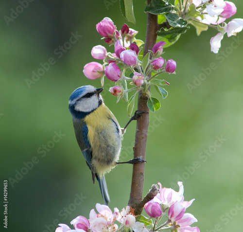 Blue Tit hunting for insects in flowering apple tree #14299653