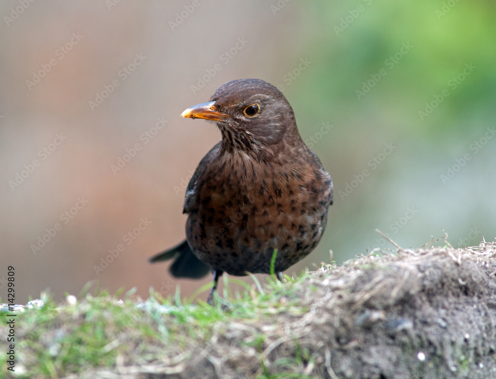 Fototapeta premium Curious blackbird