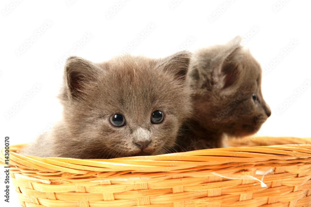 Fotografie adorable chaton gris dans un panier