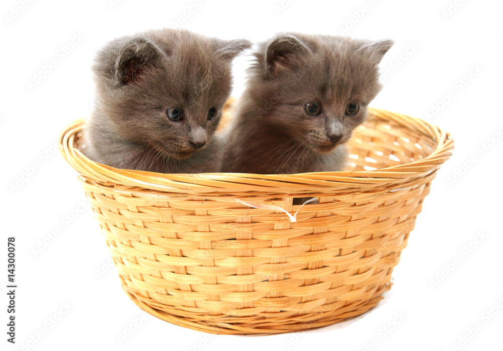 Fotografie deux chatons qui regardent dans la même direction