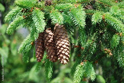 spruce cones photo