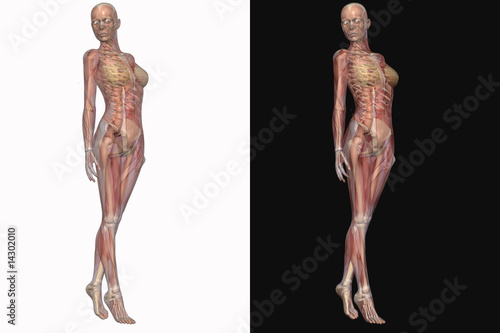 Weibliches Skelett mit transparenten Muskeln © Andreas Meyer