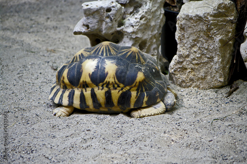 Strahlenschildkröte photo