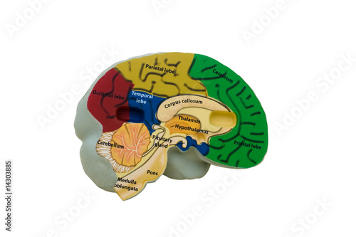 фотографія Model Brain