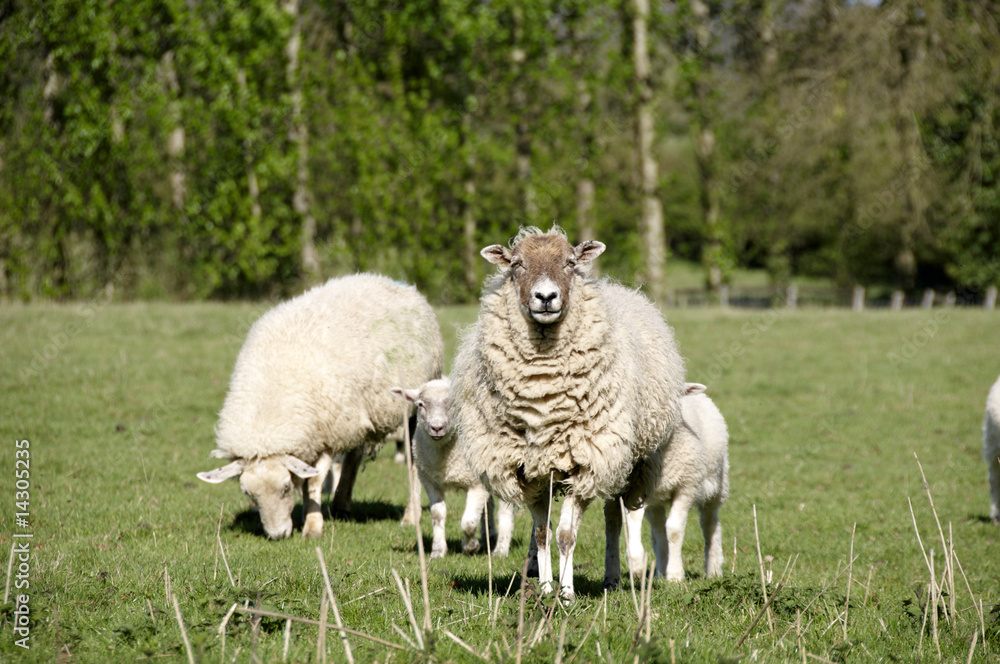 Fototapeta premium Sheep