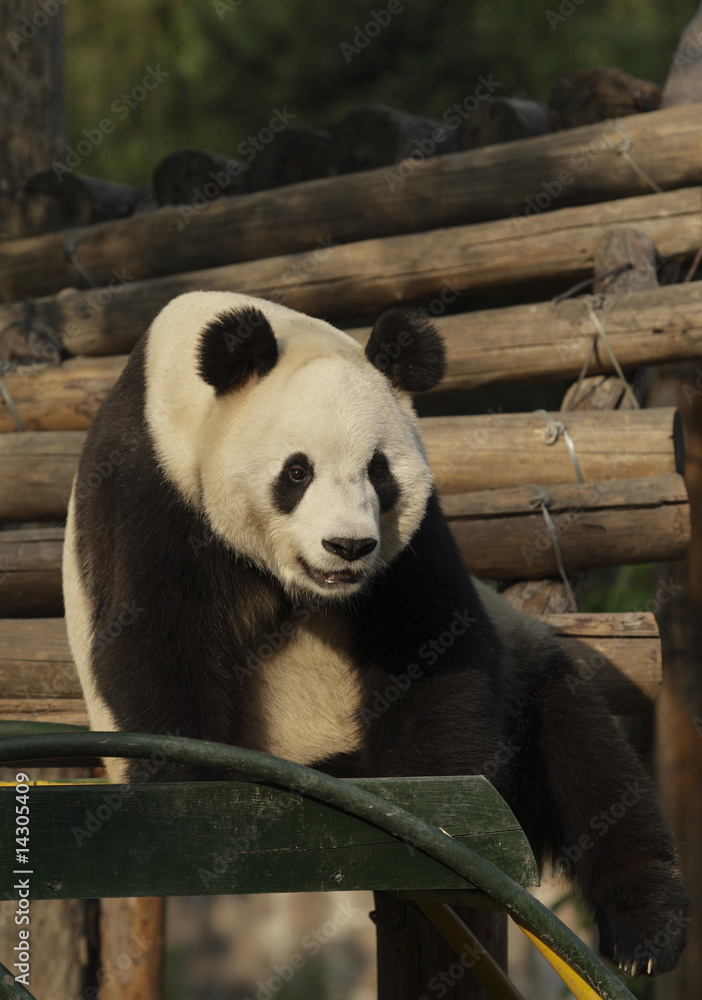 Fototapeta premium Giant Panda