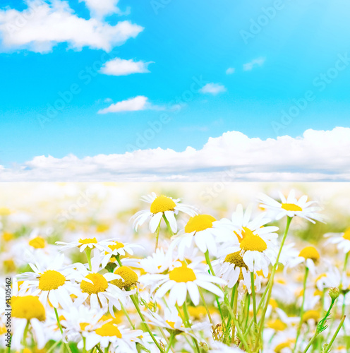 Fototapeta Naklejka Na Ścianę i Meble -  White daisies on a field