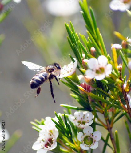 abelha em voo photo