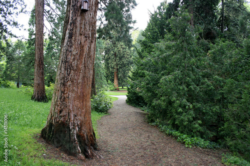 Sequoias photo