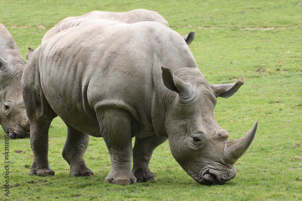 Obraz premium rhinoceros